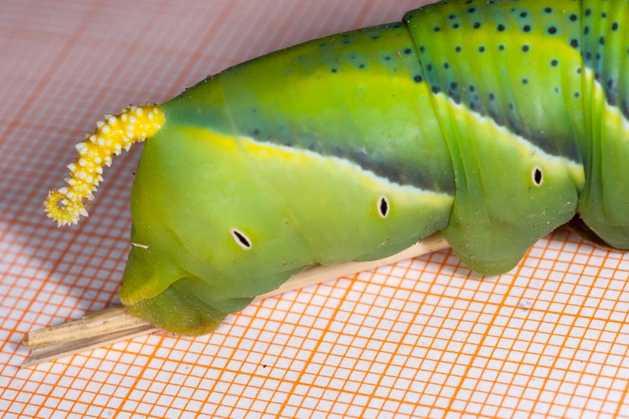 Bruco gigantesco:   Acherontia atropos (Spingidae)